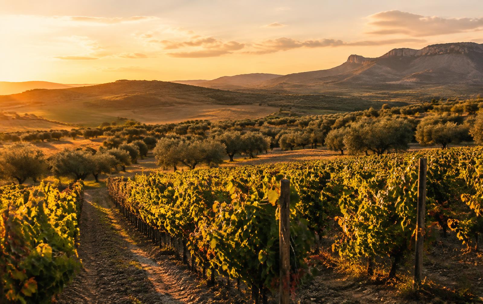 Viñedos y olivares españoles al atardecer